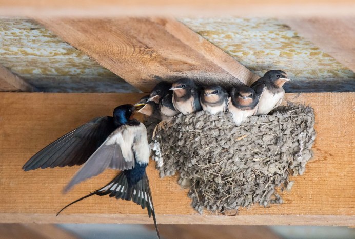 Деревенская Ласточка – Hirundo Rustica