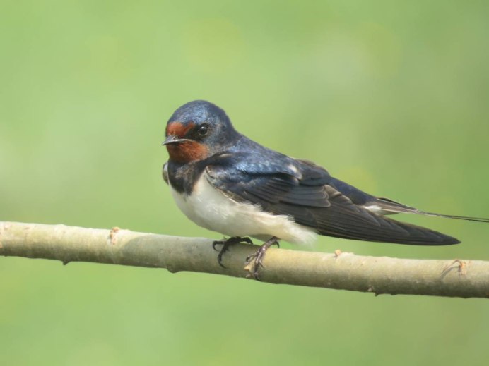 Деревенская Ласточка – Hirundo Rustica