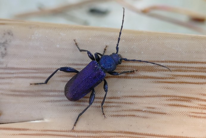 Anoplophora chinensis