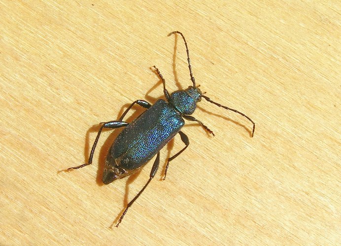 Callidium violaceum