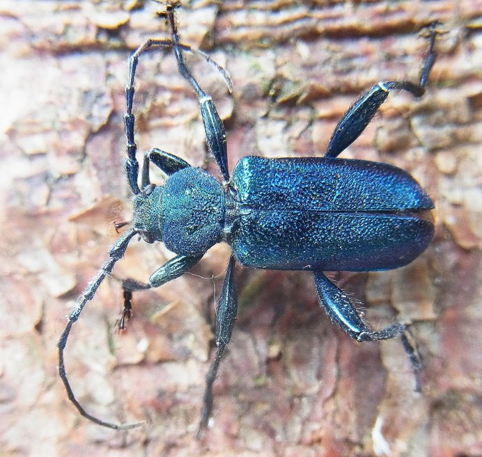 Жук Callidium violaceum