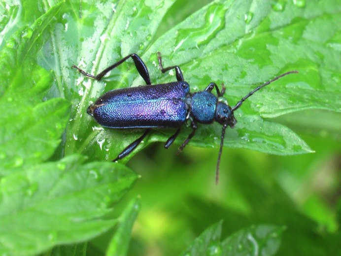 Callidium violaceum