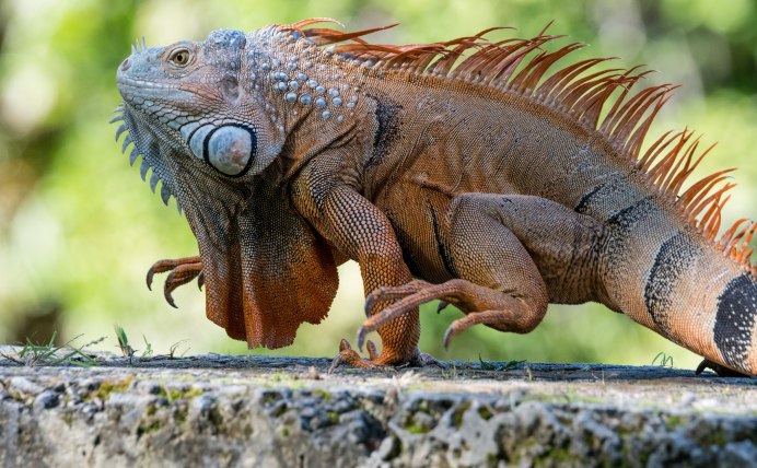 Игуана (Iguana Iguana