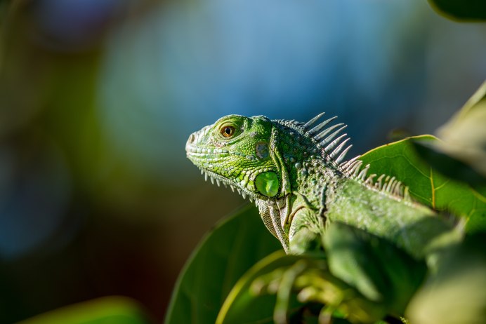 Игуана (Iguana Iguana