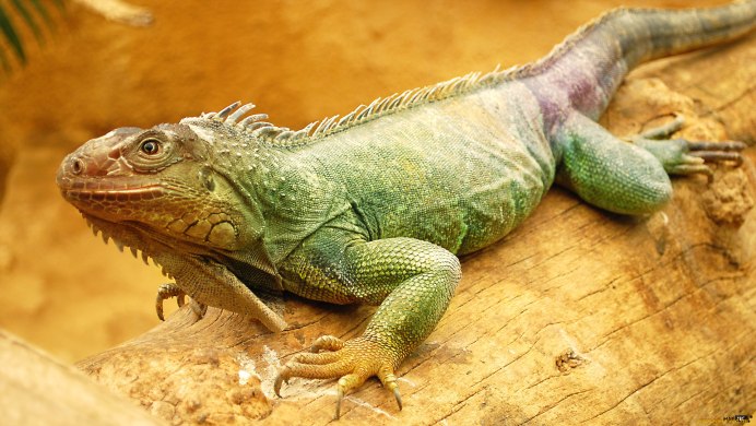 Игуана обыкновенная ( Iguana Iguana)