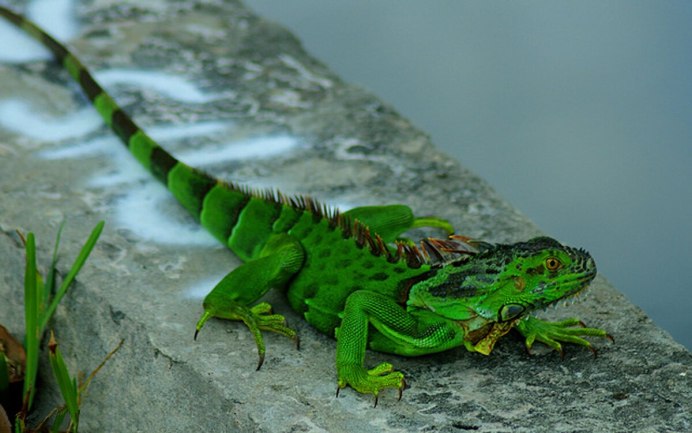 Зеленая игуана (Iguana Iguana)