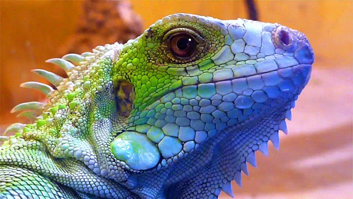 Зеленая игуана (Iguana Iguana)