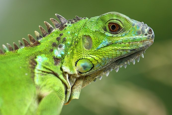 Гибридная игуана (Hybrid Iguana)