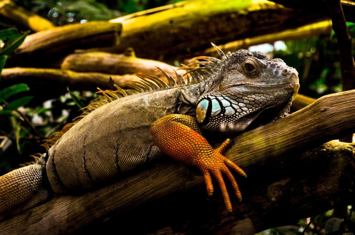 Игуана (Iguana Iguana