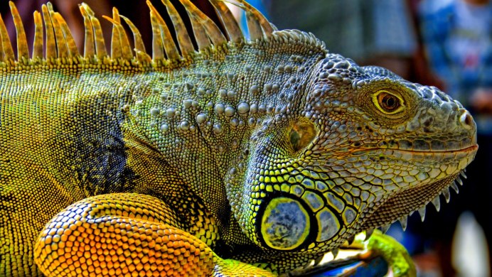 Зеленая игуана (Iguana Iguana)
