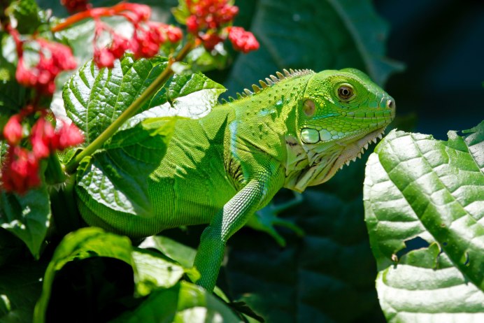 Игуана красная (Iguana Iguana)