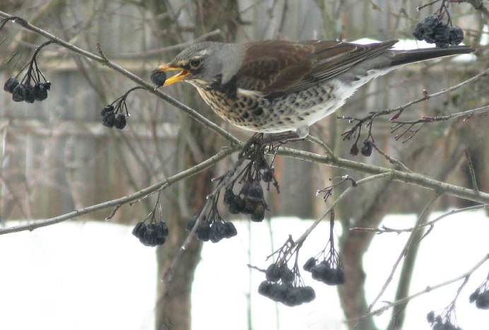 Дрозд-рябинник (turdus pilaris)