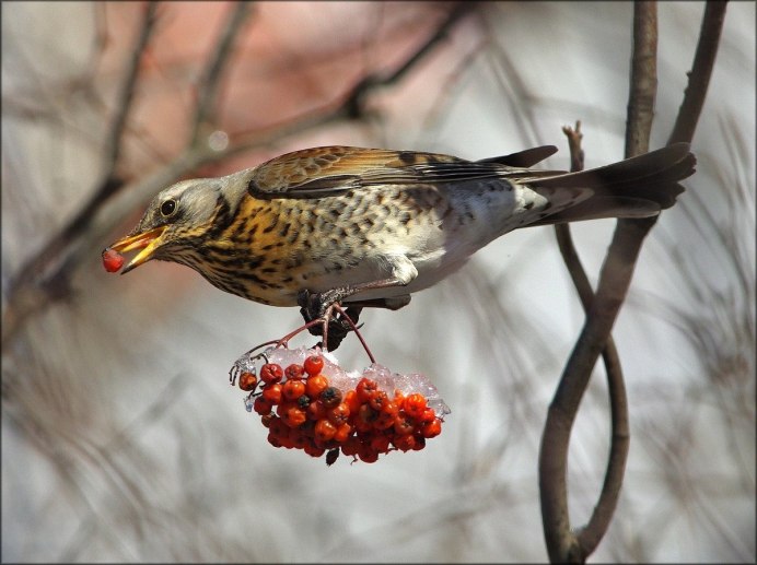 Дрозд рябинник Fieldfare turdus pilaris