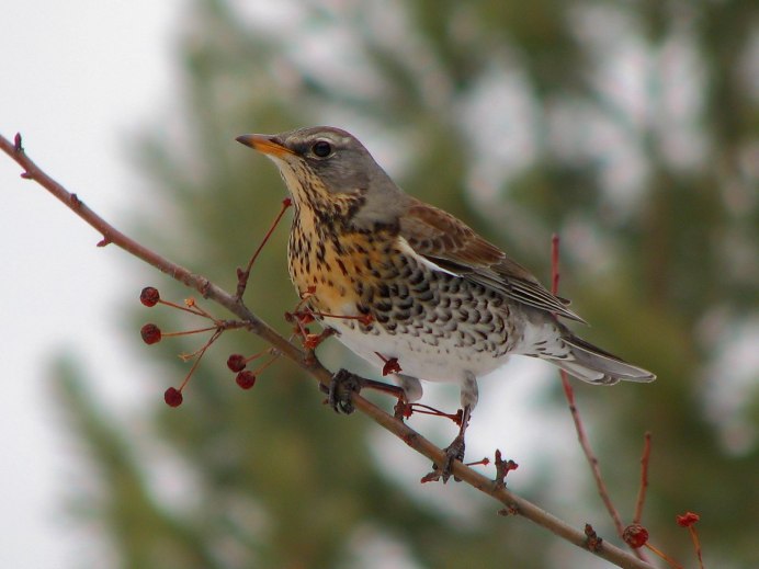 Дрозд рябинник Fieldfare turdus pilaris