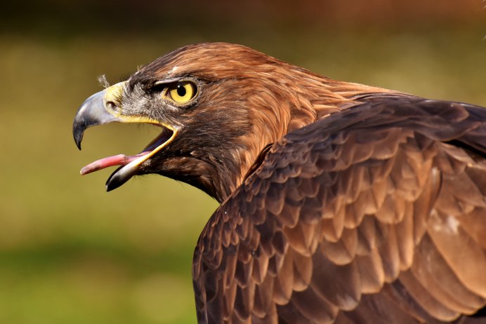 Falco subniger — чёрный Сокол