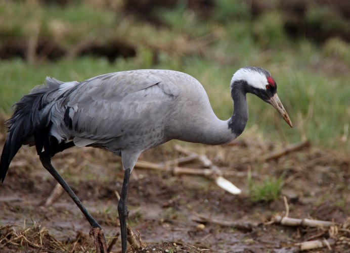 Balearica regulorum