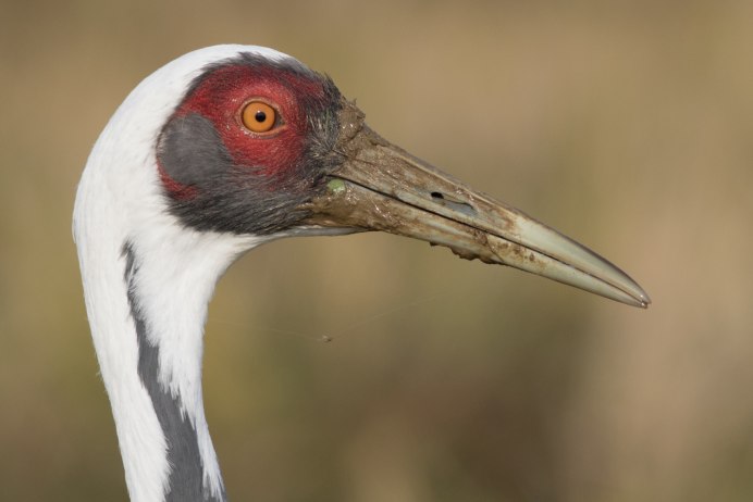 White naped Crane