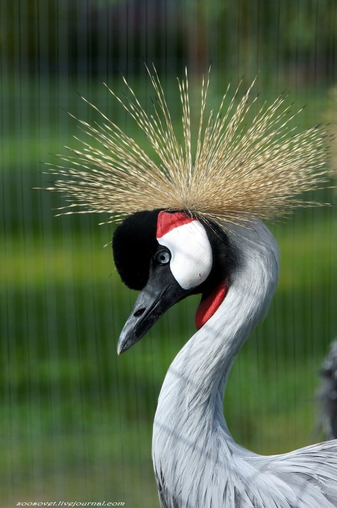 Серый журавль (Grus Grus (l.)