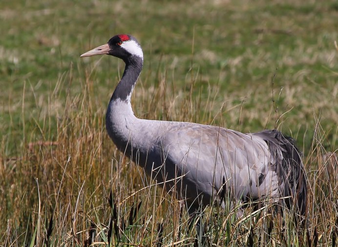 Grus japonensis