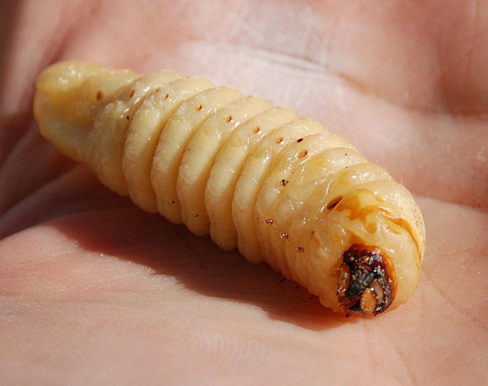 Amphisbaena caeca