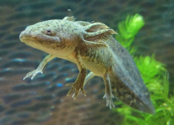 GFP аксолотль