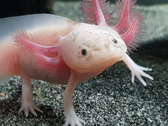 Аксолотль (Ambystoma mexicanum)