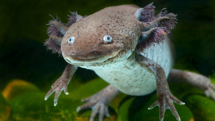 Ambystoma mexicanum