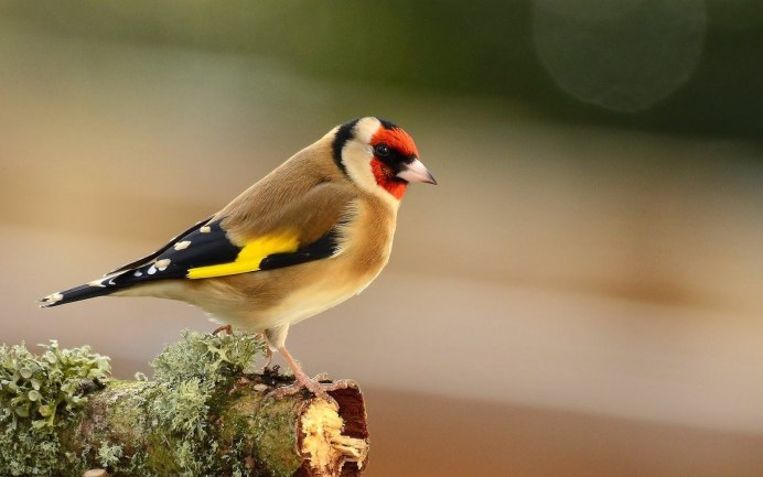 Черноголовый щегол