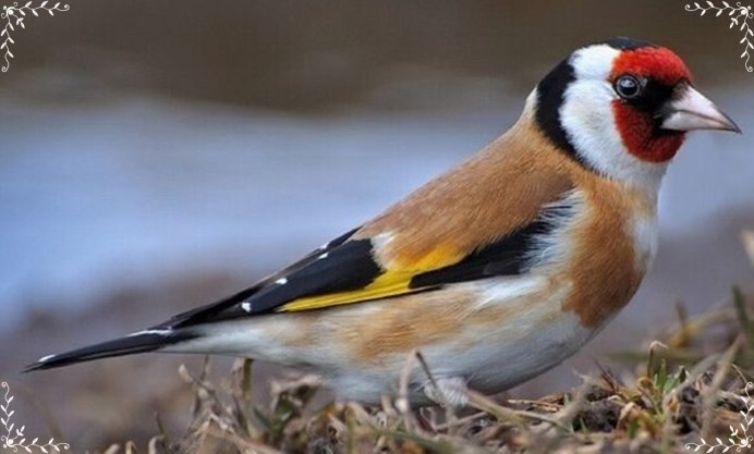 Щегол пестрозадый