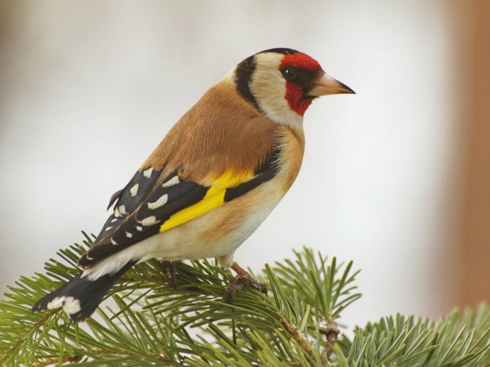 Чиж щегол Зяблик