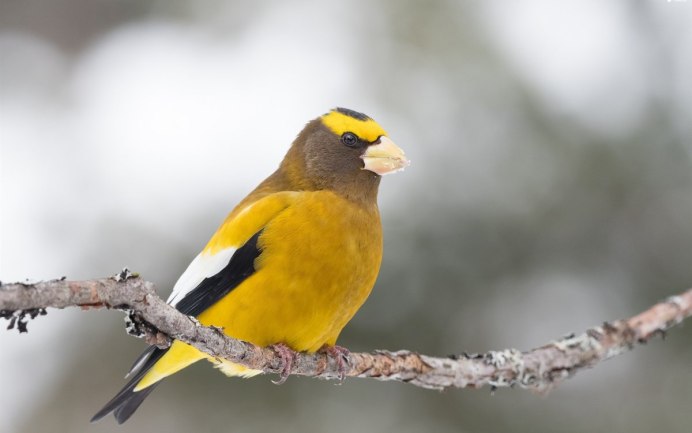 Лего черноголовый