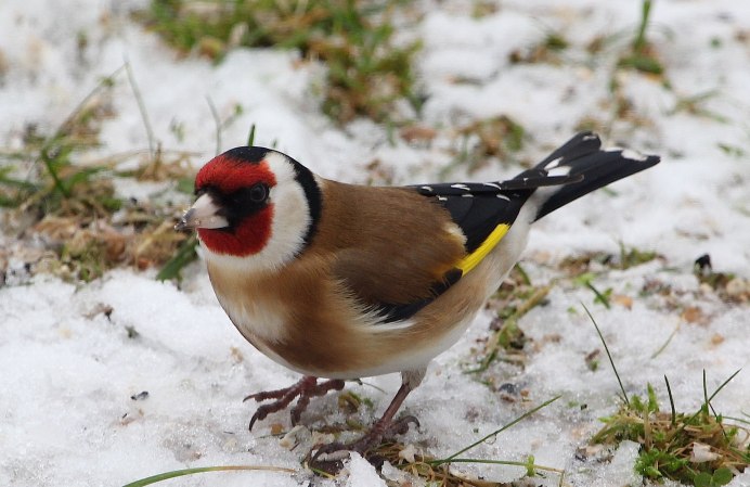 Щегол еловик