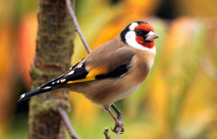 Птица с красным хохолком и желтыми крыльями