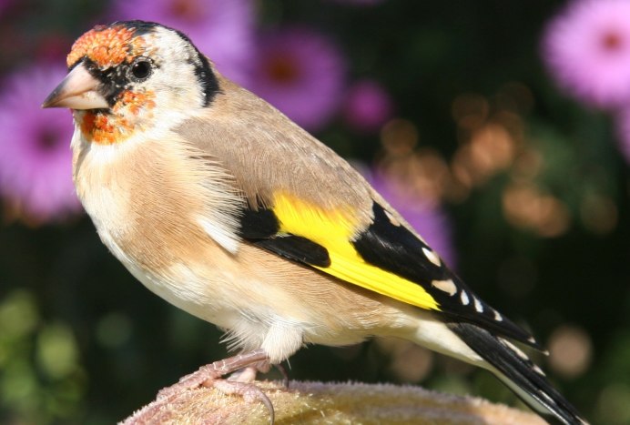 Черноголовый щегол