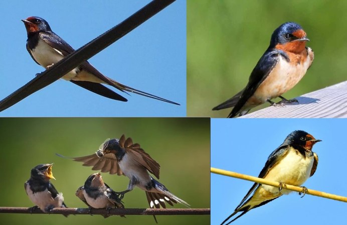 Воробей домовый (passer domesticus) самец