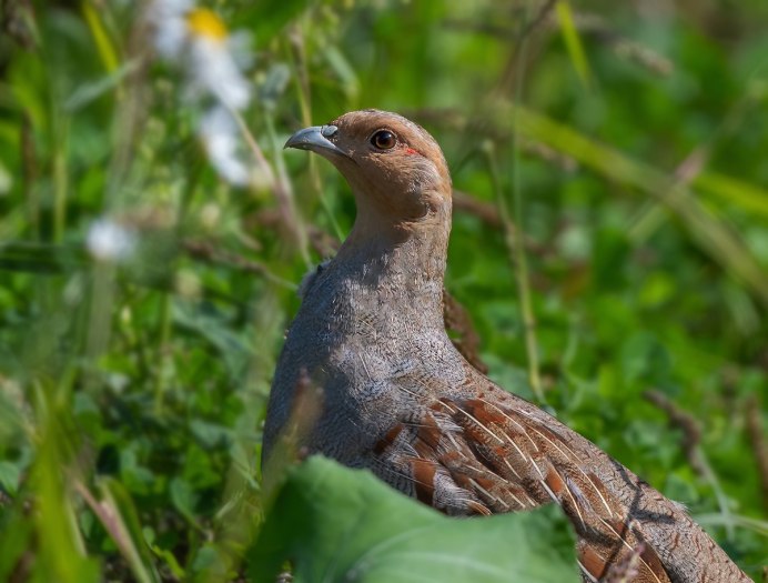 Кулик куропатка