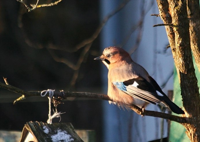 Пернатые птицы в КБР фото