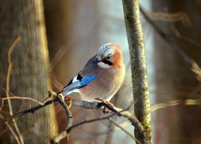 Птицы Подмосковья Дрозд