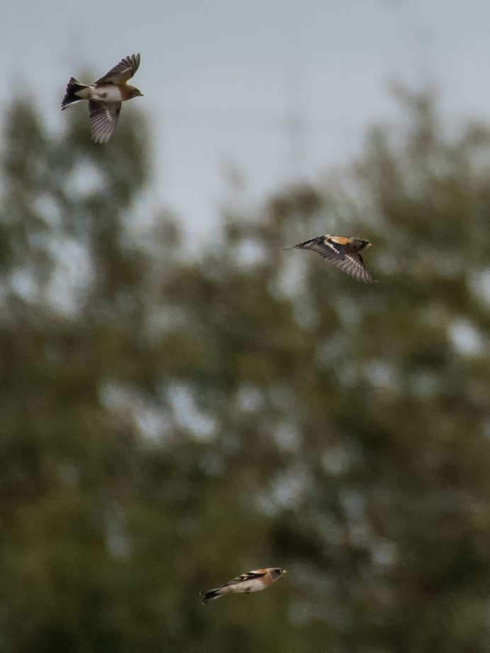 Птицы Москвы и Подмосковья