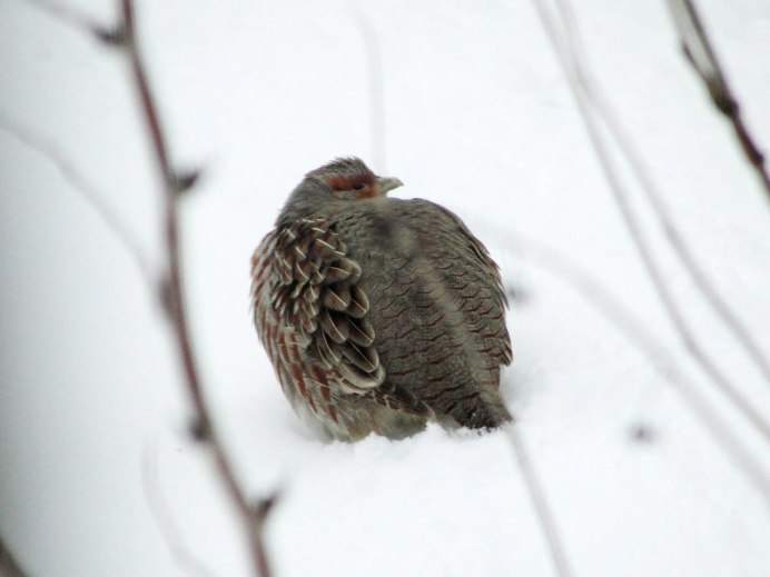 Голубая овсянка птица