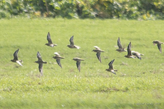 Зимующие птицы Сойка