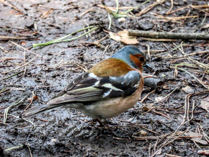 Птица Сойка ХМАО Югры