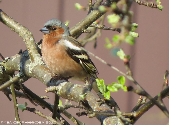 Певчий Дрозд определитель