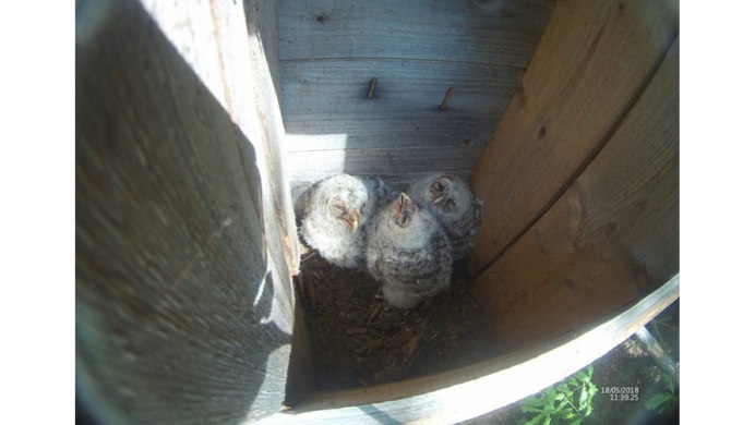 Птицы Марий Эл