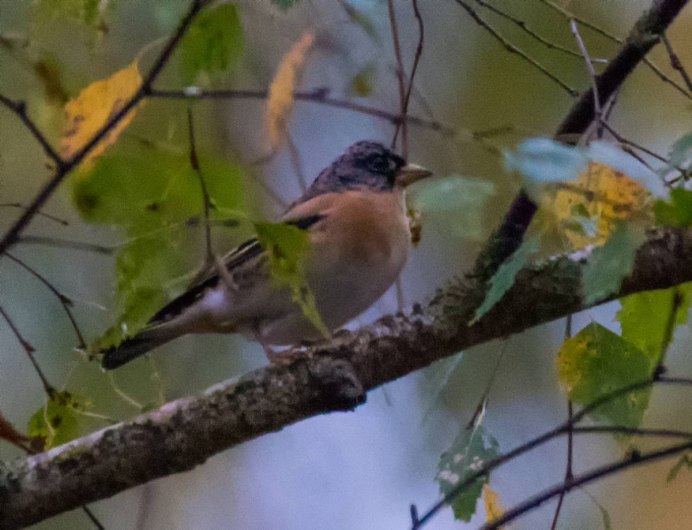 Куропатки на проводах