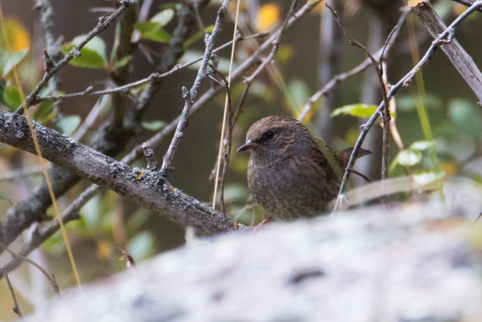 Певчие птички Подмосковья