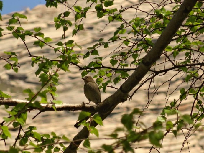Garrulus glandarius glandarius