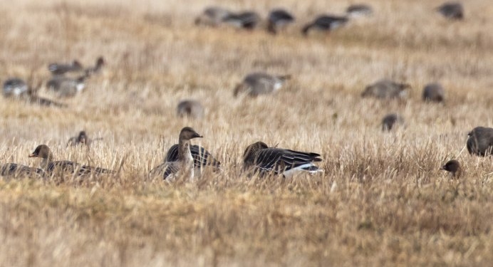 Сойка Подмосковная