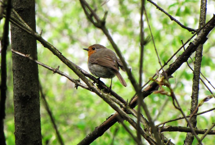 Дрозд-рябинник серый Дрозд деряба