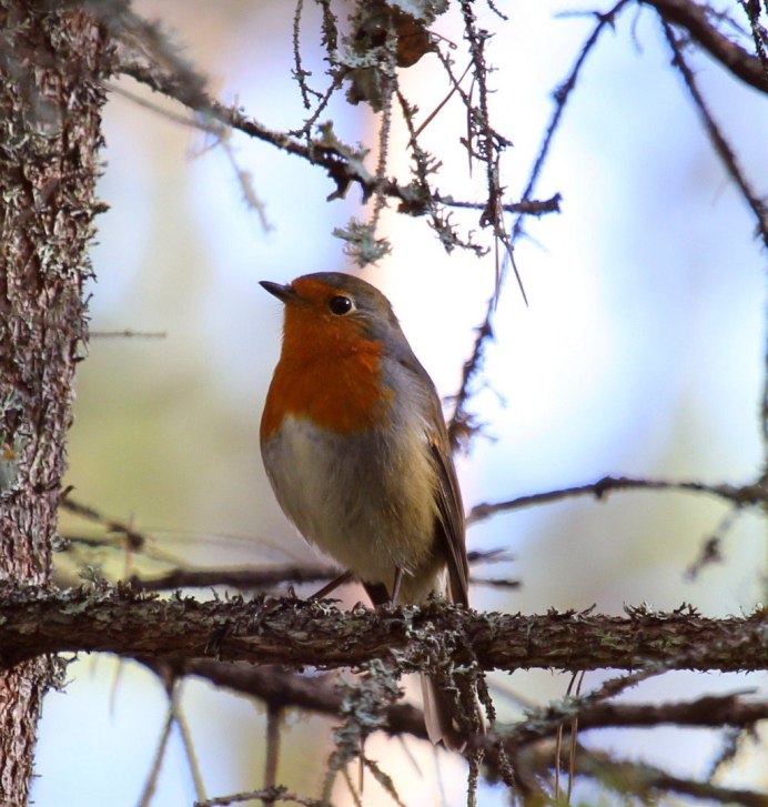 Зарянка горихвостка